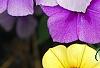 Phlox 'USPLX60306', flowers