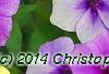 Phlox 'USPLX60306', flowers