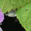 Phlox 'USPLX60306', flowers