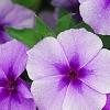 Phlox 'USPLX60306', flowers