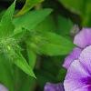Phlox 'USPLX60306', flowers