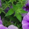 Phlox 'USPLX60306', flowers