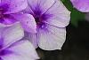 Phlox 'USPLX60306', flowers