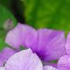 Phlox 'USPLX60306', flowers