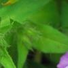 Phlox 'USPLX60306', flowers