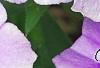 Phlox 'USPLX60306', flowers
