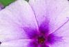 Phlox 'USPLX60306', flowers