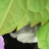 Phlox 'USPLX60306', flowers