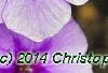 Phlox 'USPLX60306', flowers