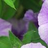 Phlox 'USPLX60306', flowers