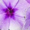 Phlox 'USPLX60306', flowers