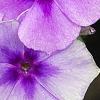 Phlox 'USPLX60306', flowers