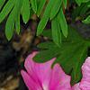Phlox 'Usphlo3', flowers
