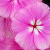 Phlox 'Usphlo3', flowers