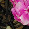 Phlox 'Usphlo3', flowers