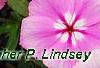 Phlox 'Usphlo3', flowers