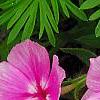 Phlox 'Usphlo3', flowers