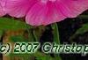 Phlox 'Usphlo3', flowers