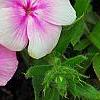 Phlox 'Usphlo3', flowers