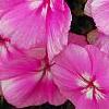 Phlox 'Usphlo3', flowers