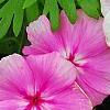 Phlox 'Usphlo3', flowers