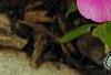 Phlox 'Usphlo3', flowers