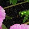 Phlox 'Usphlo3', flowers
