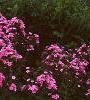 Phlox maculata 'Natascha', habit