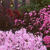 Phlox maculata 'Natascha', habit