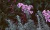 Phlox maculata 'Natascha', habit