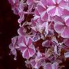 Phlox maculata 'Natascha', flowers