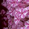 Phlox maculata 'Natascha', flowers