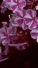 Phlox maculata 'Natascha', flowers