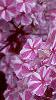 Phlox maculata 'Natascha', flowers