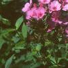 Phlox 'Miss Karen', flowers