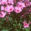 Phlox 'Miss Karen', flowers