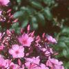 Phlox 'Miss Karen', flowers