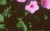 Phlox 'Miss Karen', flowers