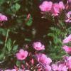 Phlox 'Miss Karen', flowers