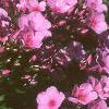 Phlox 'Miss Karen', flowers