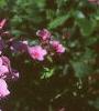 Phlox 'Miss Karen', flowers