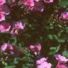 Phlox 'Miss Karen', flowers