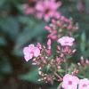 Phlox 'Miss Karen', flowers