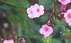 Phlox 'Miss Karen', flowers