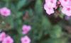 Phlox 'Miss Karen', flowers
