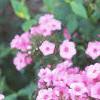 Phlox 'Miss Karen', flowers