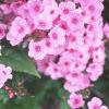 Phlox 'Miss Karen', flowers