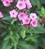 Phlox 'Miss Karen', flowers