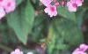 Phlox 'Miss Karen', flowers