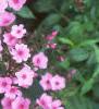 Phlox 'Miss Karen', flowers